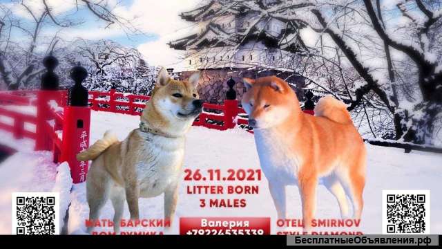 Щенки Сиба ину