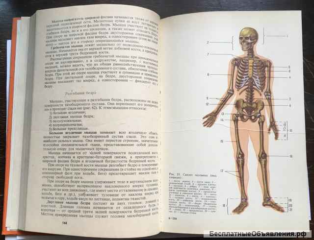 Анатомия человека. Учебник