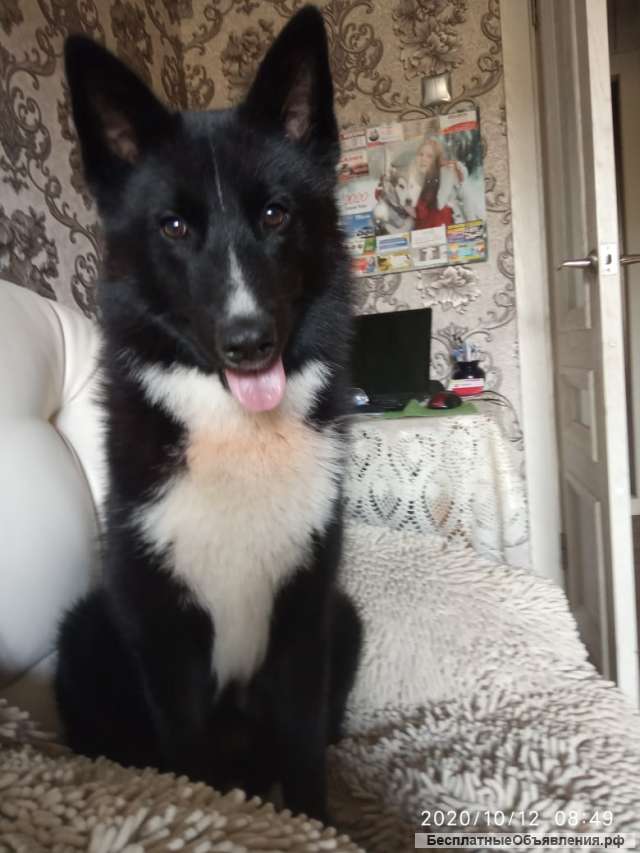 Бесплатно в хорошие руки