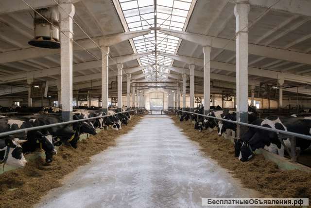 Требуются работники на молочно-товарную ферму в Брянской области