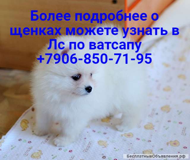 Померанские шпицы мини, тип мишка