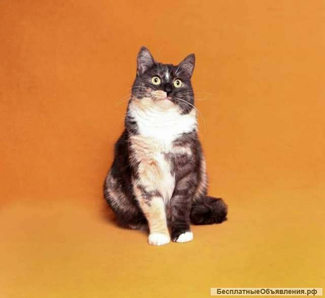 Изумительная кошка Анфиса в добрые руки