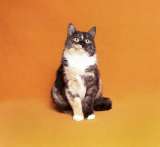 Изумительная кошка Анфиса в добрые руки