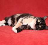 Изумительная кошка Анфиса в добрые руки