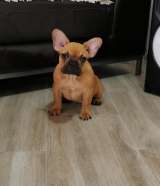 Французский бульдог - продаются щенки