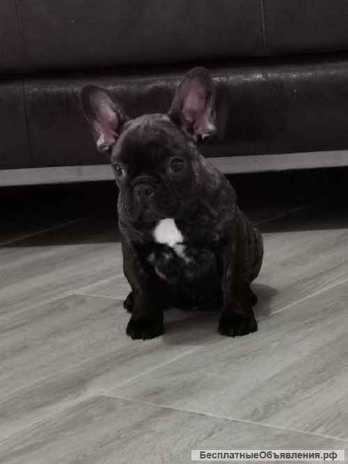 Французский бульдог - продаются щенки
