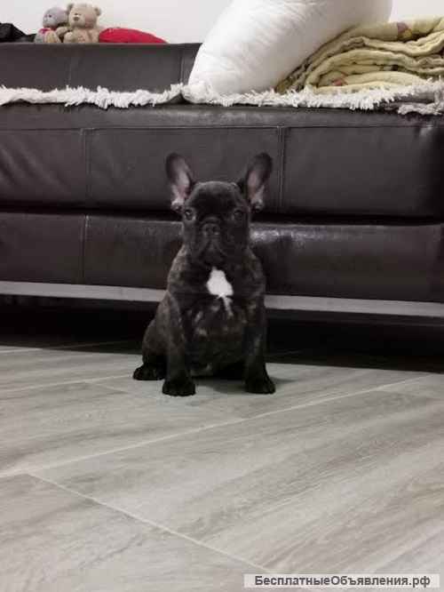Французский бульдог - продаются щенки