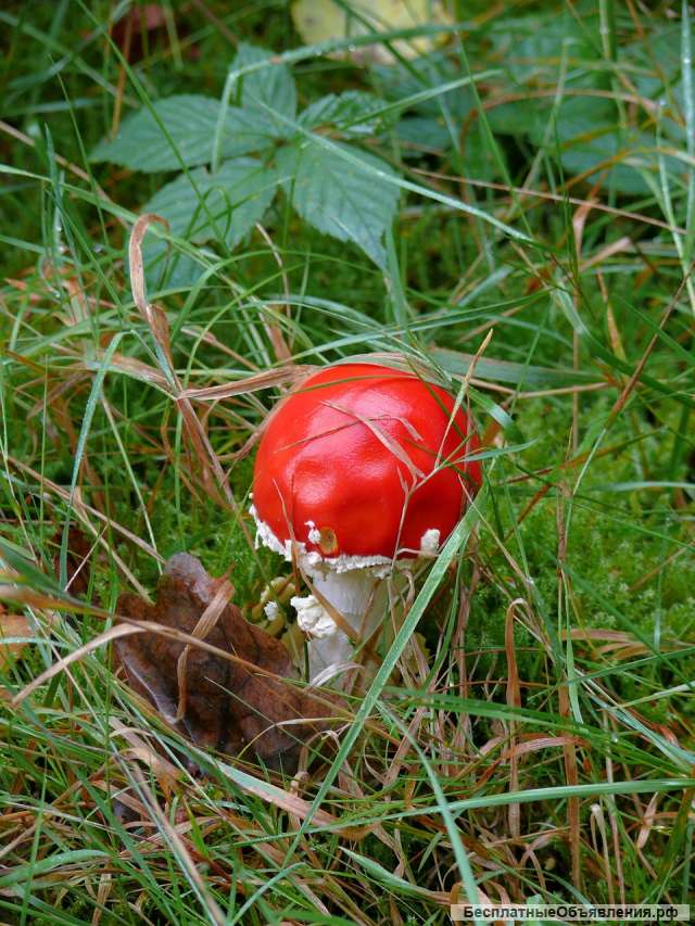 Мухомор красный