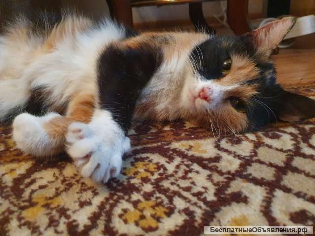 Добрая и ласковая кошечка Лакки ищет дом