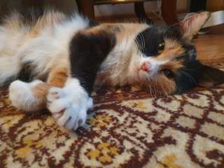 Добрая и ласковая кошечка Лакки ищет дом