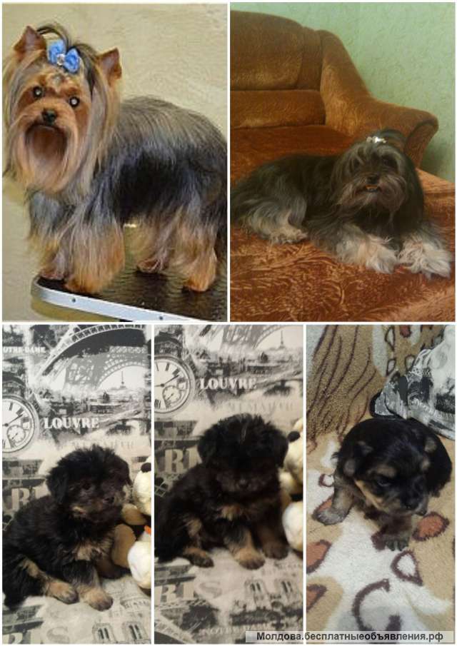 Щенки метисы