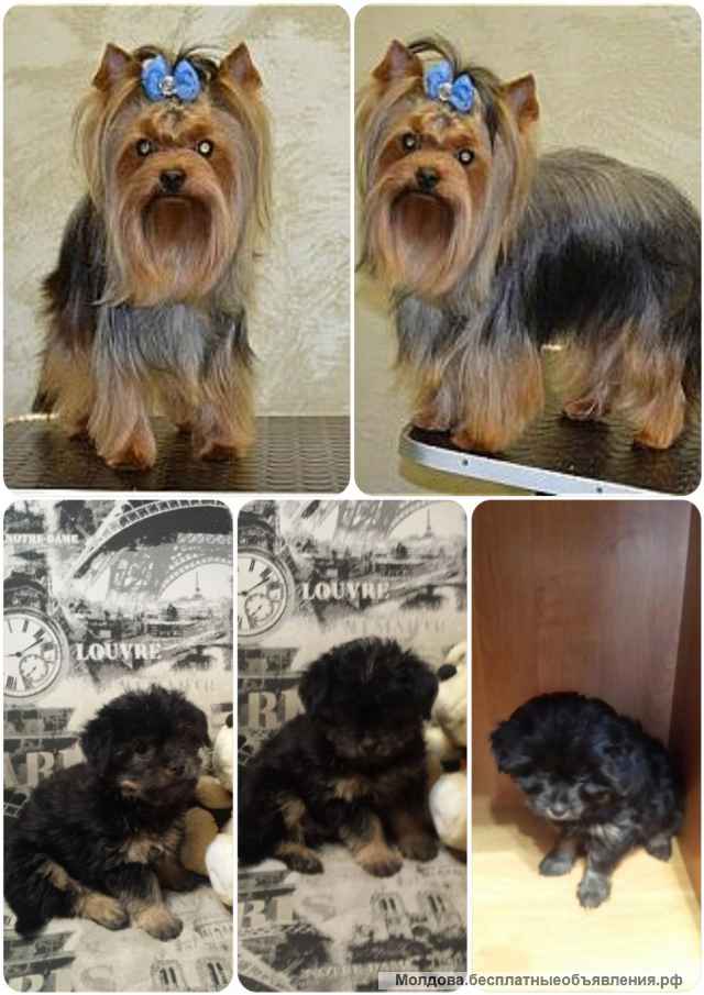 Щенки метисы