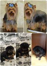 Щенки метисы