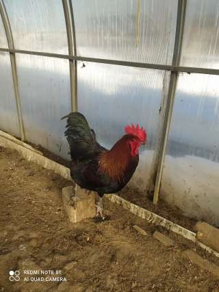 Петухи породы Маран