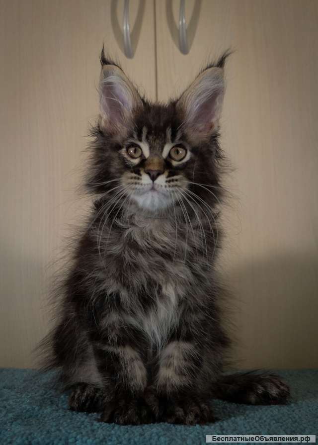 Котята мейн кун из питомника в Москве, готовы к переезду