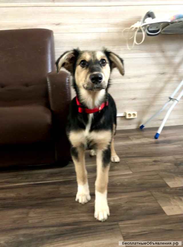 Щенок. Девочка Лиза. 7 месяцев. Здоровая, контактная