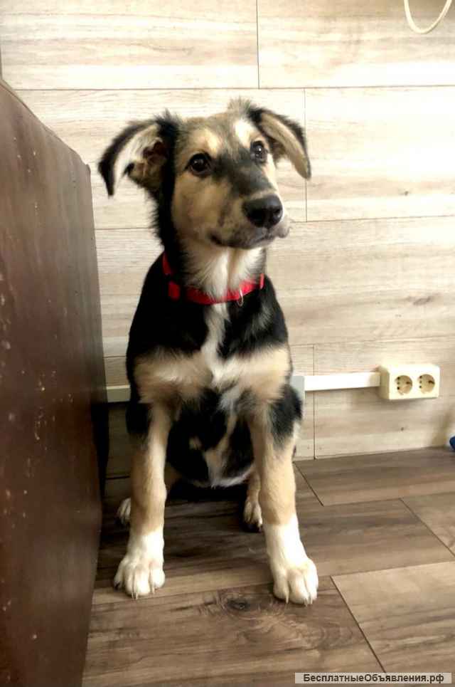 Щенок. Девочка Лиза. 7 месяцев. Здоровая, контактная