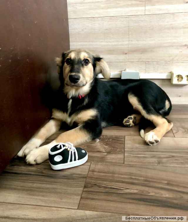 Щенок. Девочка Лиза. 7 месяцев. Здоровая, контактная