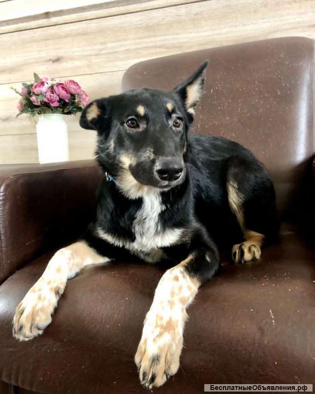 Щенок. Девочка Марта. 7 месяцев. Ласковая. Здоровая.