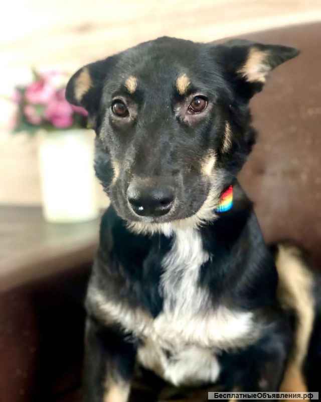 Щенок. Девочка Марта. 7 месяцев. Ласковая. Здоровая.