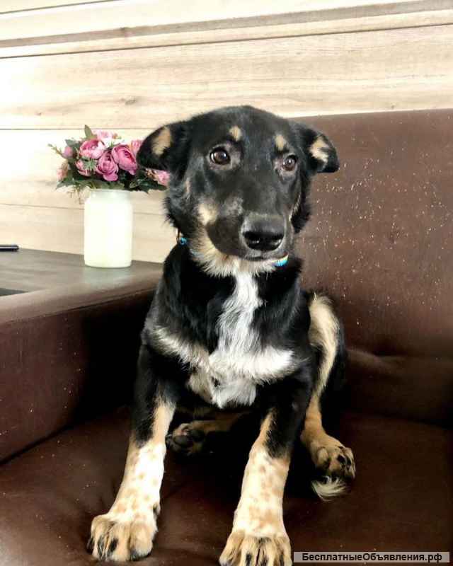 Щенок. Девочка Марта. 7 месяцев. Ласковая. Здоровая.