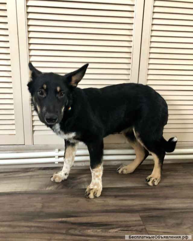 Щенок. Девочка Марта. 7 месяцев. Ласковая. Здоровая.