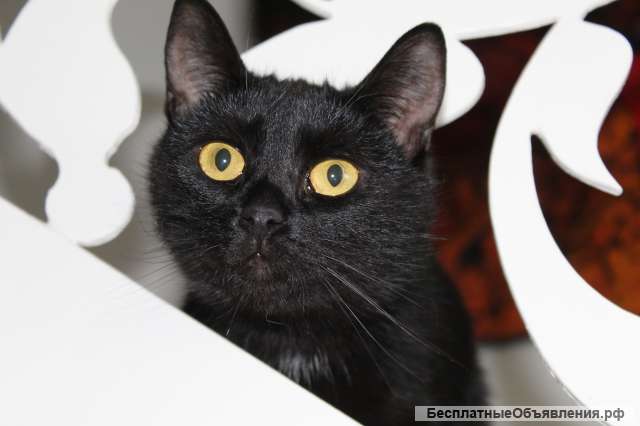 Маленькая черная пантера ищет дом