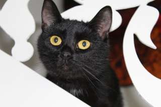 Маленькая черная пантера ищет дом