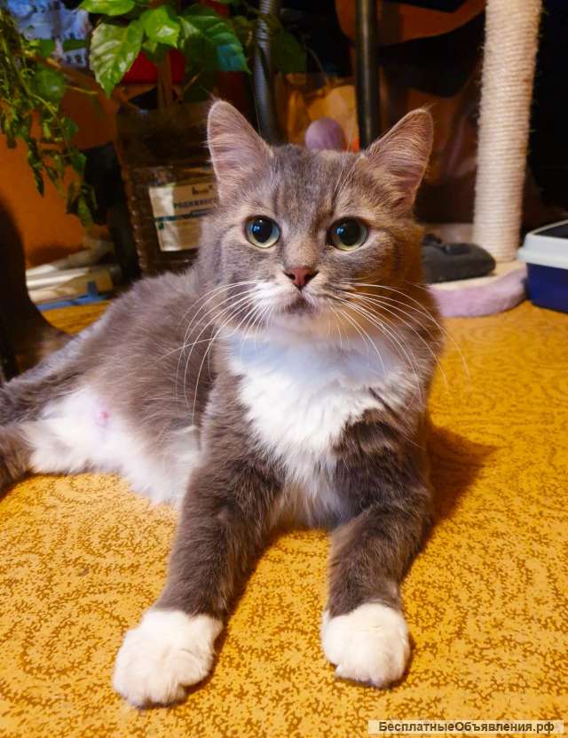 Ласковая кошечка в добрые руки