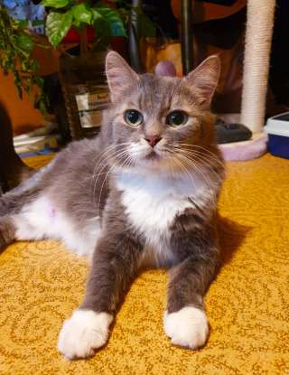 Ласковая кошечка в добрые руки