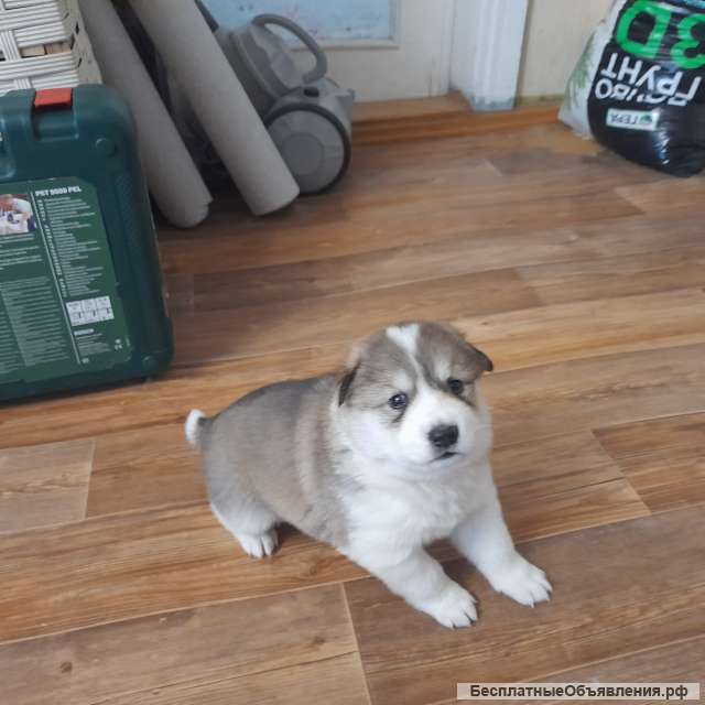 Щенки восточносибирской лайки