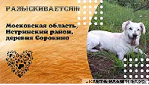 Пропала собака
