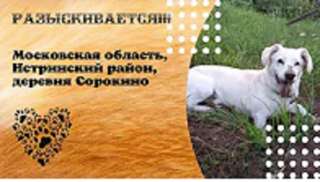 Пропала собака