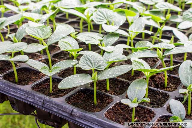 Рассада весна 2022