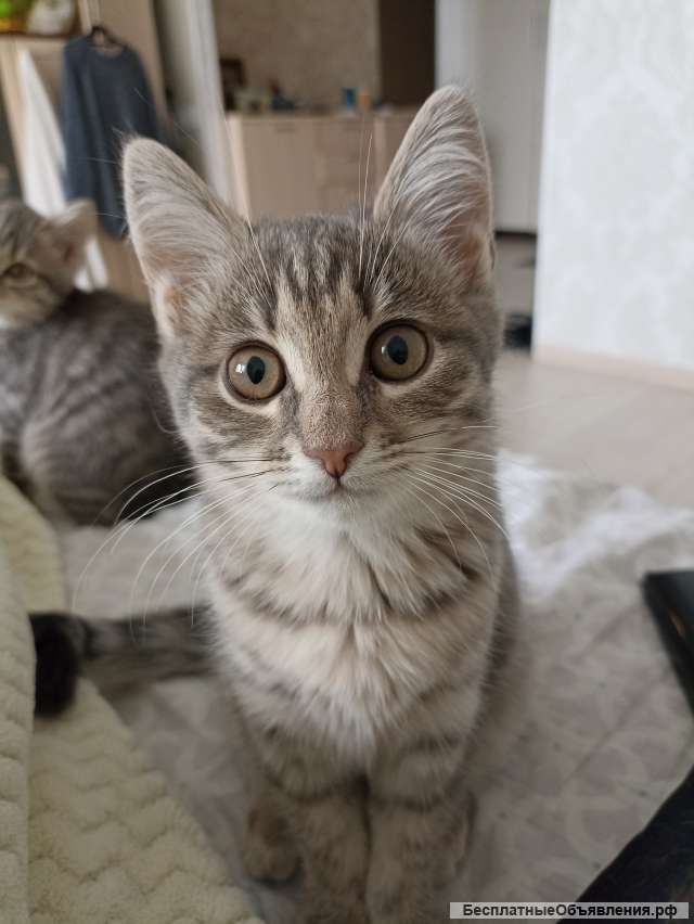 Отдам в хорошие руки