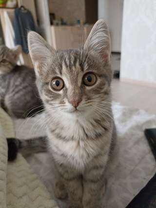 Отдам в хорошие руки