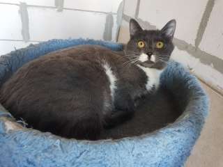 Милый и уютный кот Флэш в добрые руки