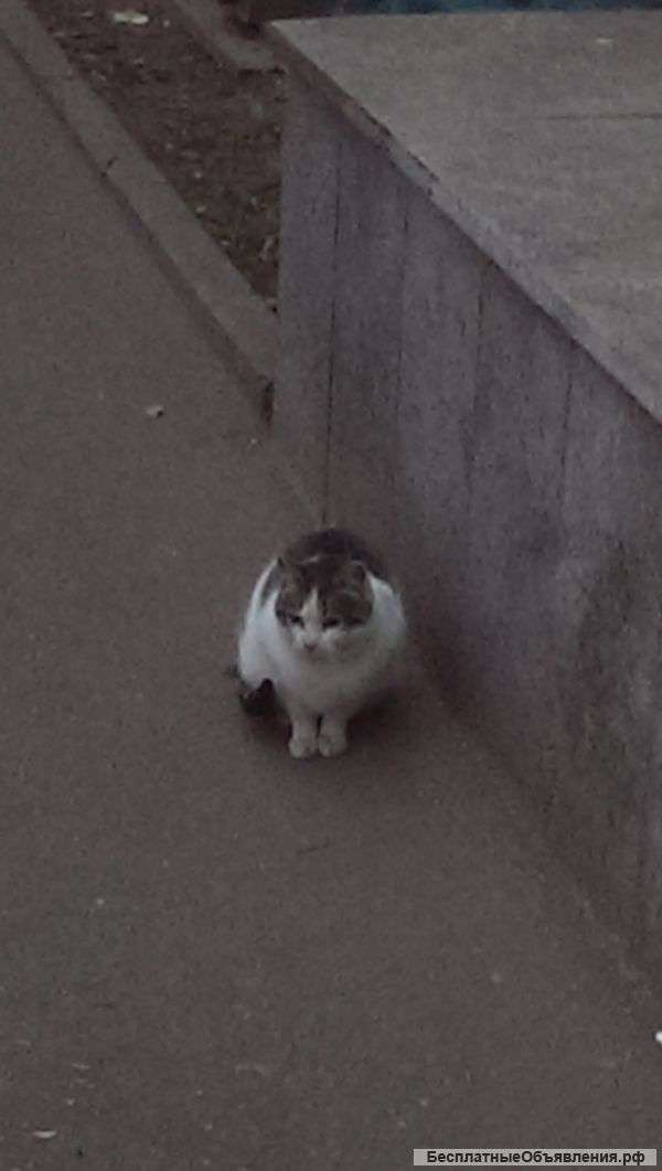 Кошка с Люсиновской