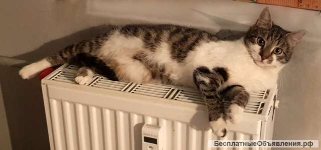 Веселый озорник кот Матроскин в добрые руки