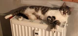 Веселый озорник кот Матроскин в добрые руки