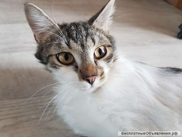 Веселый озорник кот Матроскин в добрые руки