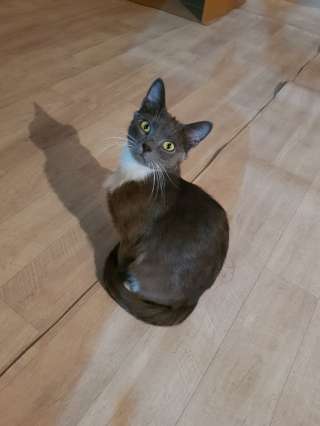 Серый красавец кот Джокер в добрые руки