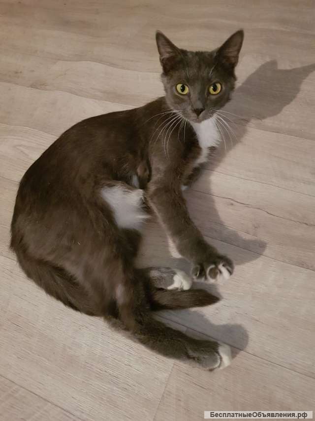 Серый красавец кот Джокер в добрые руки