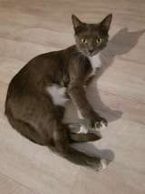 Серый красавец кот Джокер в добрые руки