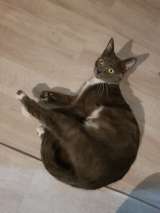 Серый красавец кот Джокер в добрые руки