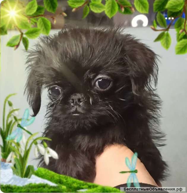 Щенки гриффона красивые мальчики для души. Март 2022.