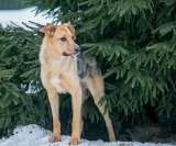 Крупный красавец Добби в добрые руки