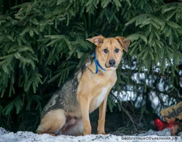 Крупный красавец Добби в добрые руки
