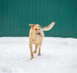 Крупный красавец Добби в добрые руки