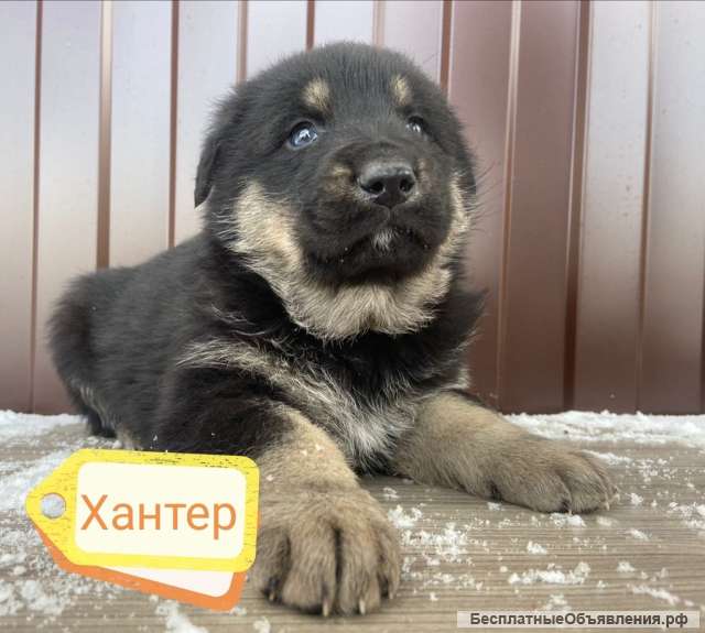 Малыши щенята в добрые руки